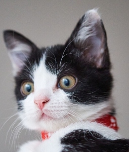 cat with red collar